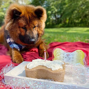 Pumpkin Dog Birthday Cake Kit