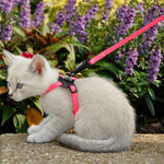 Adjustable Kitten Harness & 6' Leash Combo